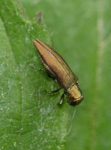 Réf. 206 098 : Agrilus sp.